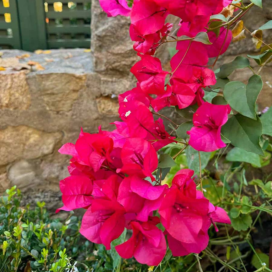 Bougainvilles