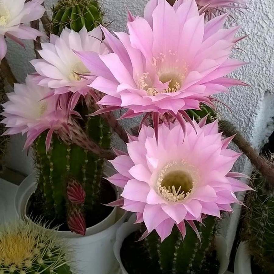 Cactus Floridos