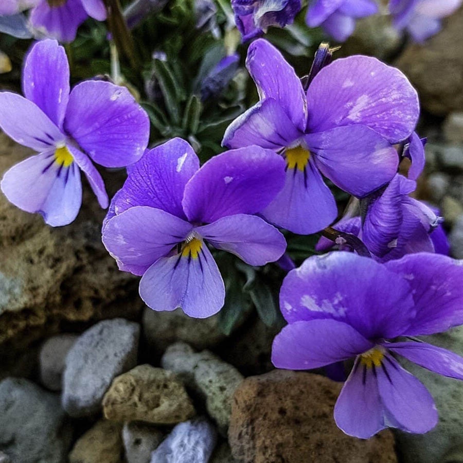 Violetas Delicadas